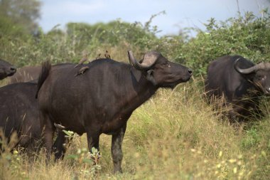 Vahşi doğada bufalo