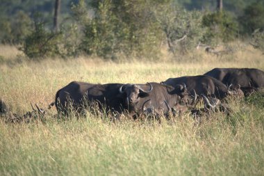 group of black wildebeest ( taest contatachaes tataus ) walking in the savannah of kenya