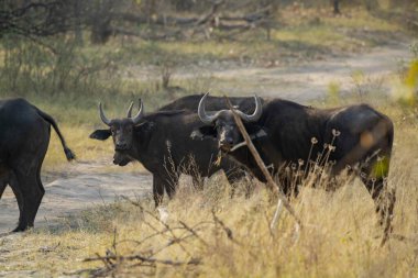 african buffalo ( syncerus caffer ) walking through a dry grass in the kruger national park.