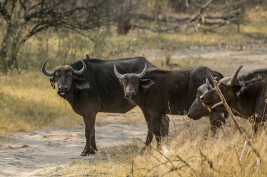 a group of african buffalo, syncerus caffer, in the savannah in south africa.