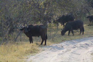 a group of black bull in the forest