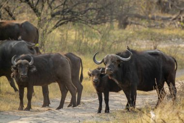 big buffalo in the african savannah in the african savannah