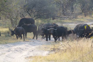 african buffalo walking in the savannah