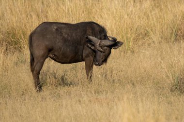 Büyük bir erkek bufalo çimlerin üzerinde duruyor.