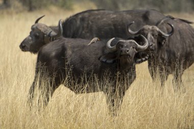 Afrika, Afrika 'da Afrika' da Afrika Bufalosu