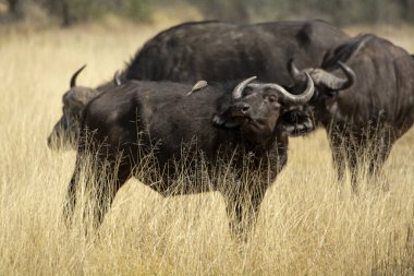 Kenya bozkırında büyük bir boğa