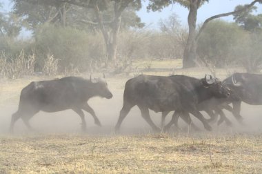 herd of black wildebeest grazing at the african bush in the middle of the savannah in the african savannah.
