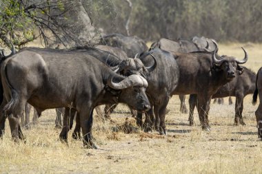 a large group of big african buffalo walking in the savannah
