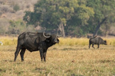 a group of black buffalo in the field of the savannah of kenya