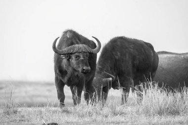 black and white photo of an african buffalo in the african savanna