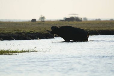Nehirde vahşi bir bufalo