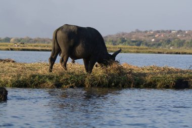 Kenya bozkırında bir bufalo sürüsü