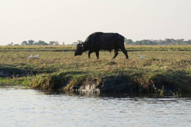 a herd of cattle grazing in a field of grass