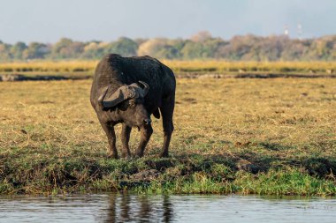 a closeup of a black elephant in the field during daytime