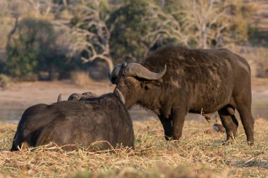 african buffalo ( cercercerus fer cerfer ) in the national park, south africa, kenya