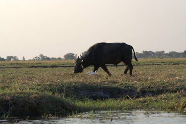 Nehirdeki bufalo