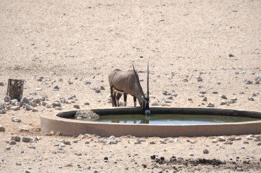 a bird is resting in the desert