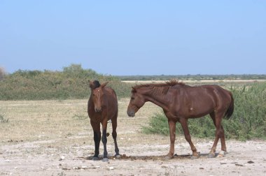horse and foal in the desert in the summer