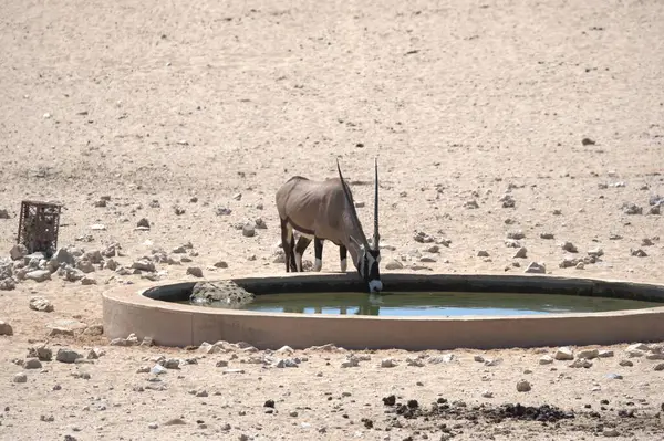 a bird is resting in the desert
