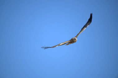 eagle in the sky with clouds.