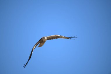 Uçan beyaz kuyruklu kartal