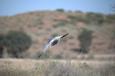 a closeup shot of a white - tailed hawk perched in the forest with a blurred background