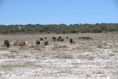 Etoşa Ulusal Parkı, Namibya 'daki büyük bir Afrika aslanı grubu.