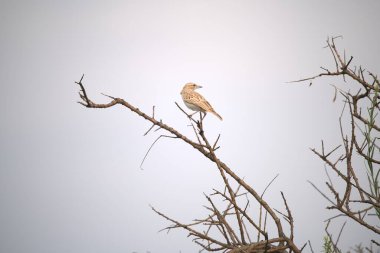 red shrike in a tree in the middle of the forest