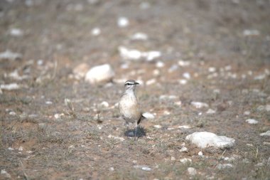 Hayvanat bahçesinde bir kuş