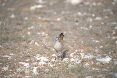 the ground squirrel in the grass