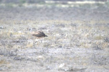 a closeup shot of a young bird on the ground