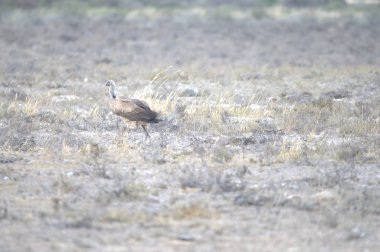 a large brown bird in the field