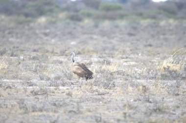 Tarladaki güzel bir kuşun yakın çekimi.