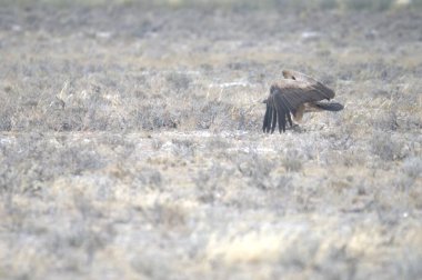 Savanadaki vahşi antilop kuşu
