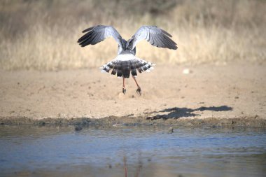 Suyun üzerinde uçan bir kuş.