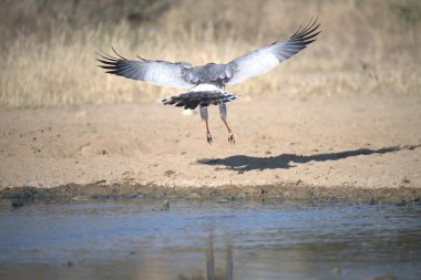Suyun üzerinde uçan bir kuş.