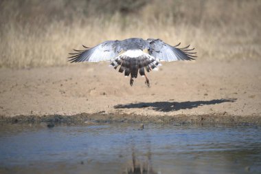 Suyun üzerinde uçan bir kuş.