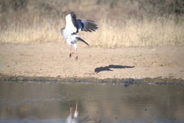 Suyun üzerinde uçan bir kuş.