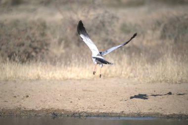 Suyun üzerinde uçan bir kuş.