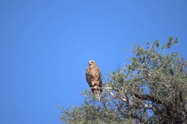a hawk sitting on top of a tree branch