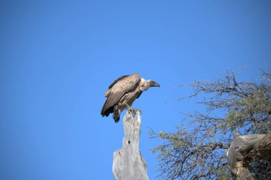 Bir akbaba açık mavi gökyüzü ile bir ağaç dalına tünemiş.