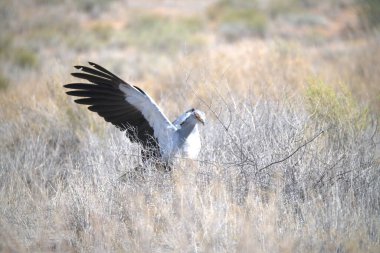 Bir tarlaya yayılmış kanatları olan bir kuş.