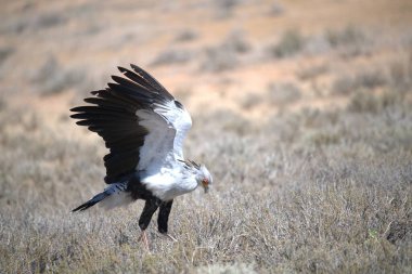 Bir tarlaya yayılmış kanatları olan bir kuş.