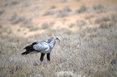 Kuru otlarla dolu bir tarlada duran bir kuş