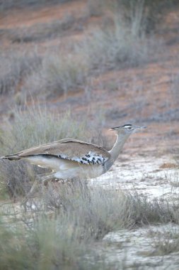 Otların arasında yürüyen bir kuş.