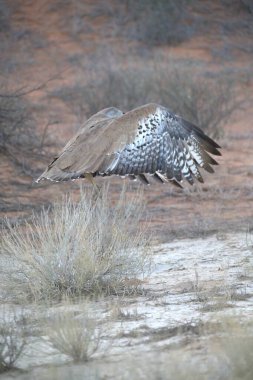 Çimlerin üzerinde uçan bir kuş.