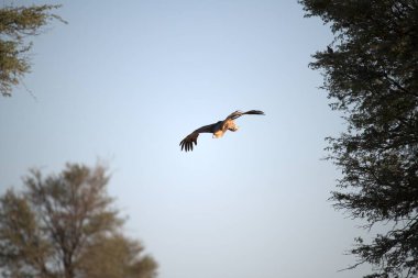 Arka planda ağaçlarla havada uçan bir kuş.