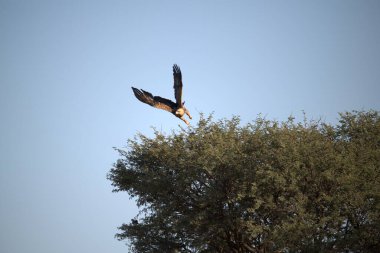 Gökyüzü açık ağaçların üzerinde uçan bir kuş.