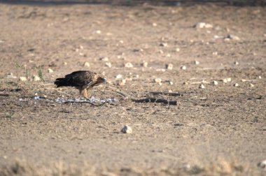 Toprak zeminde kayalarla duran bir kuş.
