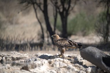 Bir kuşun yanında bir kayanın üzerinde duran bir kuş.